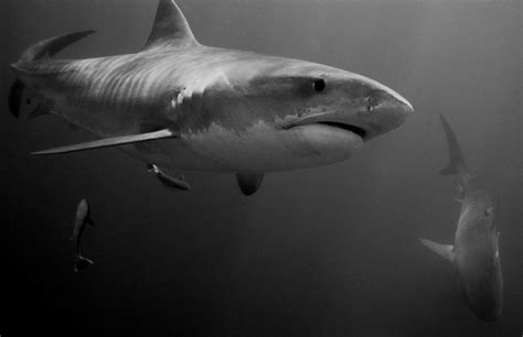 OceanicDreams: Requiem for South Africa's requiem sharks?