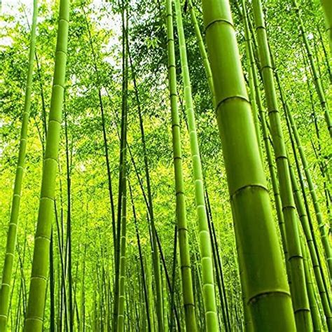 Amazon.com: bamboo seeds