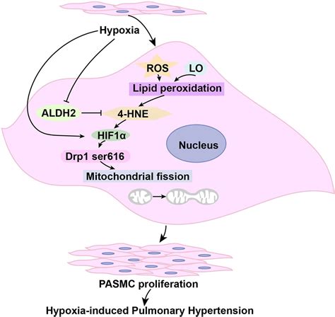 ALDH2 (Aldehyde Dehydrogenase 2) Protects Against Hypoxia-Induced ...