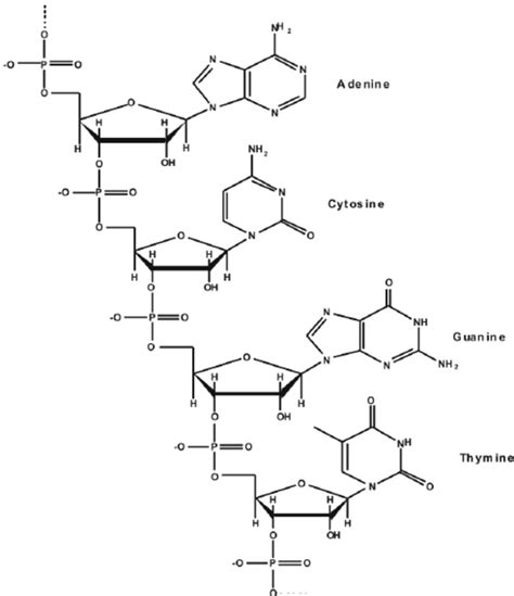 DNA Backbone Structure