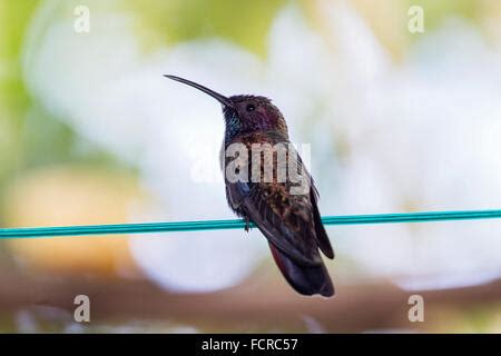 Jamaica, Hummingbird feeding with flower nectar Stock Photo - Alamy