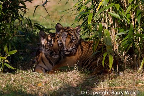 Sumatran Tiger Cubs (24-10-2011) - ZooChat