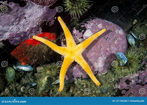 Blood Sea Star Underwater in the St. Lawrence River in Canada Stock ...