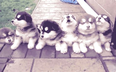 19 Of The Fluffiest Husky GIFS On The Internet | Cute dogs, Cute puppies, Baby animals