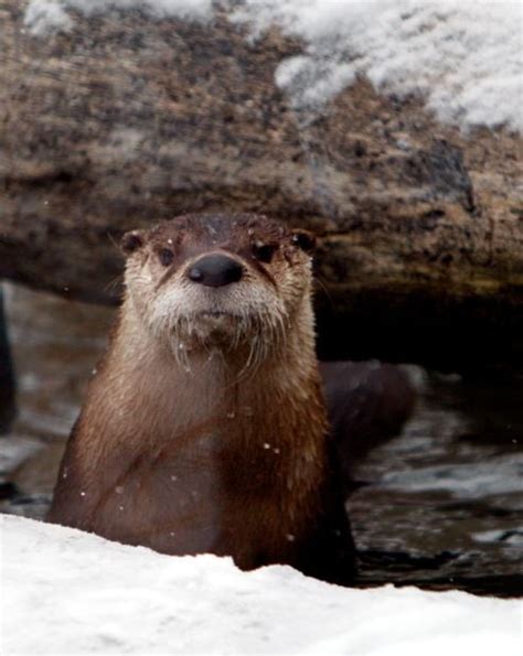 'Happy as can be': Many ZooMontana animals are most at home in winter's cold | Billings News ...