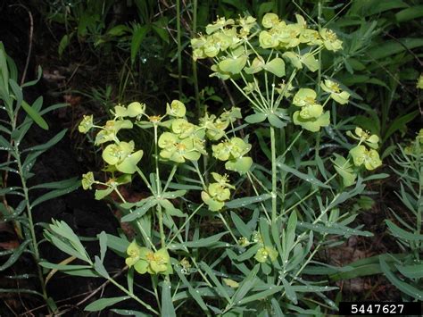leafy spurge (Euphorbia esula)