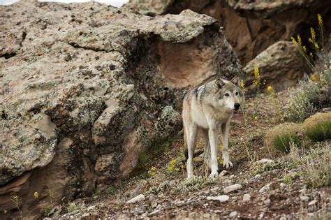 Are Wolves an Experimental Population? Designation Could Help Move ...