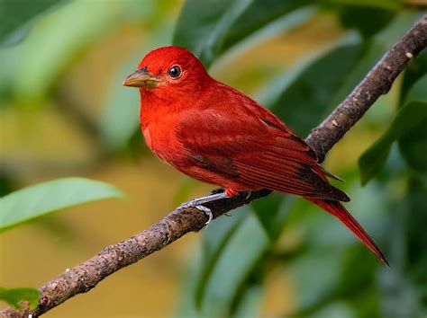 Summer Tanager (male) | BirdForum