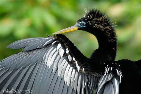 Anhinga | Pet birds, Beautiful birds, Birds butterflies