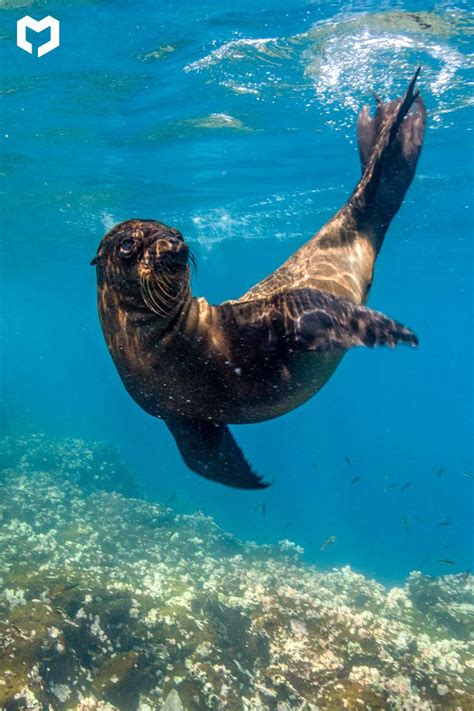 Galapagos Sea Lion - Swim with the Beautiful Marine Mammal