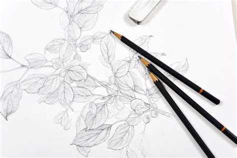 Learning to Draw with Graphite Pencil | Here's What You Need to Know