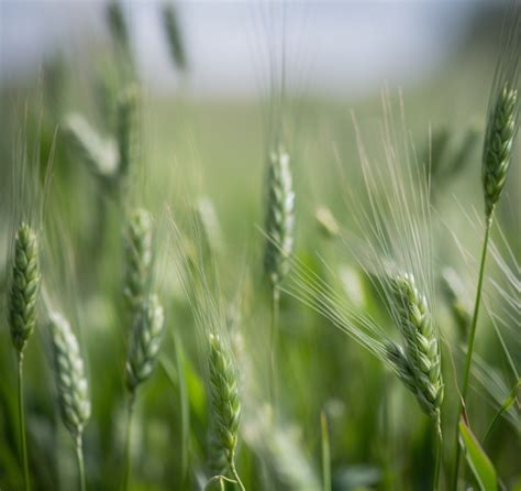 Barley: Climate Change Threats to Barley Yield - HSAT