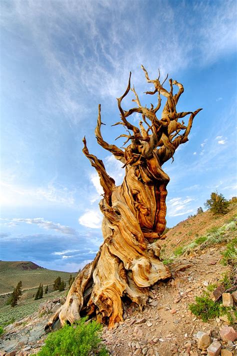 Methuselah, White Mountain, California | Old trees, Bristlecone pine, Weird trees