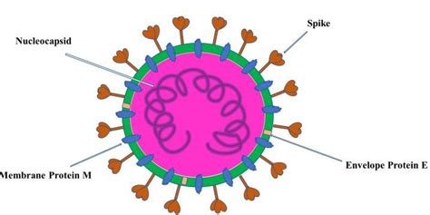 Coronavirus structure (58) | Download Scientific Diagram