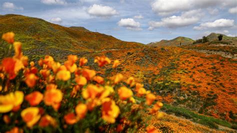 California super bloom visitors warned to stay away or face citations | FOX 11 Los Angeles