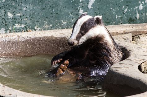 Otters and Science News: BEST OF BRITISH WILDLIFE PHOTOGRAPHY with amazing pictures of the ...