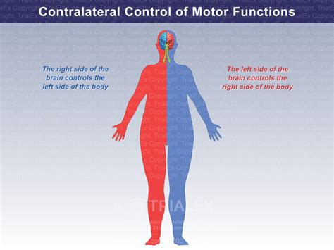 Contralateral Control of Motor Functions - Trial Exhibits Inc.