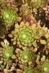 Aeonium Succulent Free Stock Photo - Public Domain Pictures