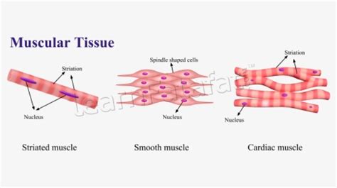 Transparent Chapter Clipart - Animal Tissue Diagram Class 9, HD Png ...