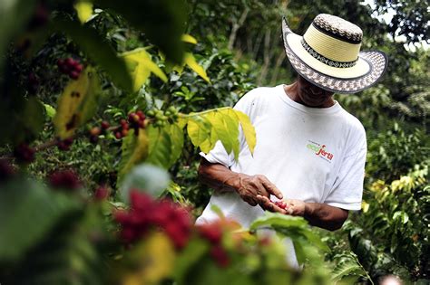 Helping Latin American Coffee Farmers - The Borgen Project