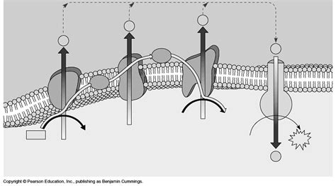 Electron transport chain (part 1) Diagram | Quizlet