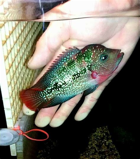 4 inch F2 Kamfa flowerhorn ready for breeding good colors solid body ...