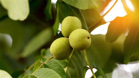 How to Plant, Grow, & Care for Walnut Tree (Complete Guide)