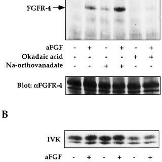 Effect of sodium orthovanadate and okadaic acid on tyrosine... | Download Scientific Diagram