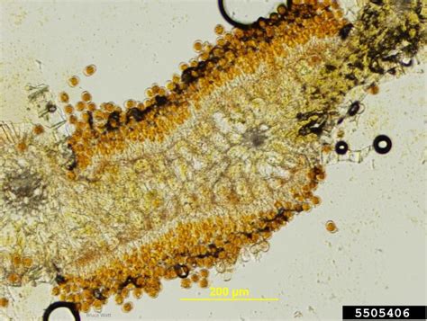 wheat leaf rust (Puccinia recondita Dietel & Holw.)