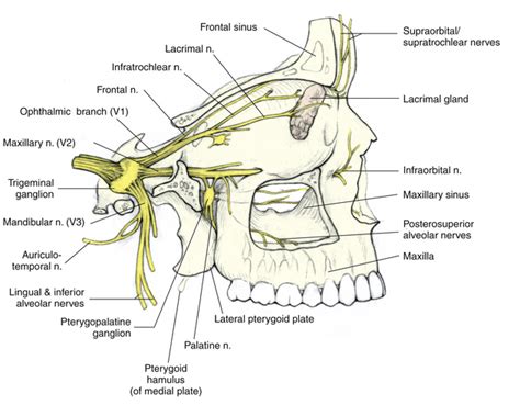 Zygomatic Nerve