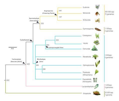 Land Plant Phylogenetic Tree | EdrawMax Templates