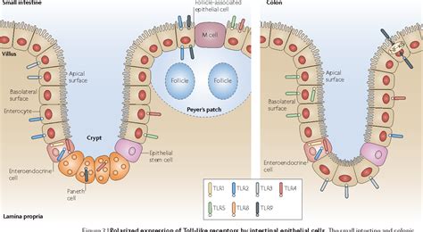 Structure of intestinal epithelium | Semantic Scholar