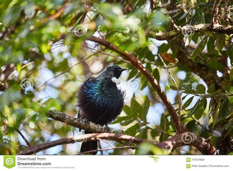 Tui bird in the trees stock photo. Image of green, foliage - 107679684