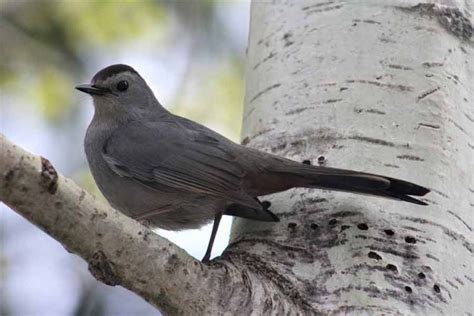 Gray Catbird - Call | Nest | Migration | Diet | Facts | Range | Song ...