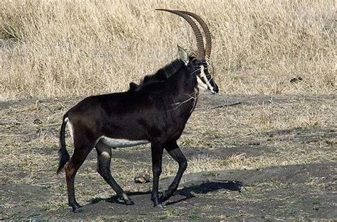 Sable Antelope - South Africa, Kruger National Park - Hippotragus Niger