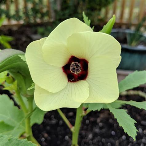 The flower of an Okra plant. : r/pics