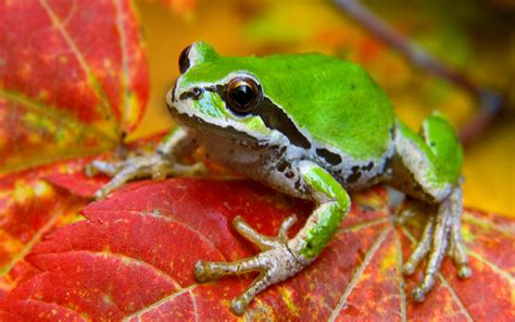 Frog Full HD Wallpaper and Background Image | 2560x1600 | ID:131741