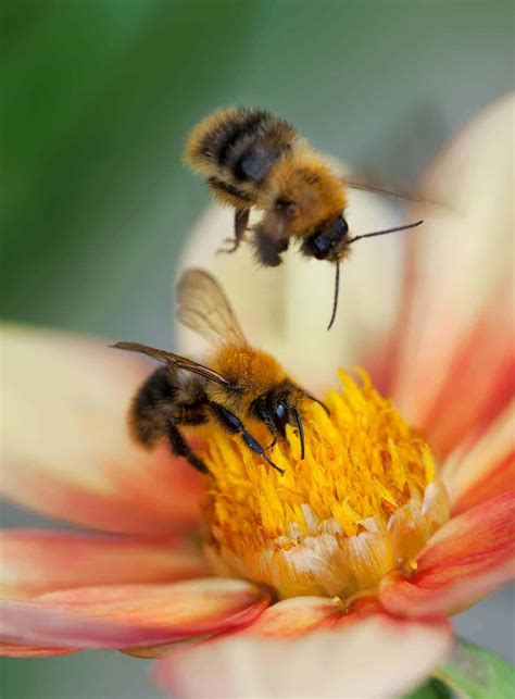 Why honeybees are so important - Saving Dinner