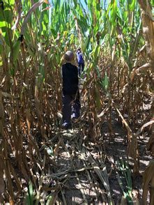 Brookdale Farms Corn Maze ~ Largest Corn Maze in St. Louis!