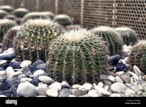 Thorny Plants Stock Photos & Thorny Plants Stock Images - Alamy