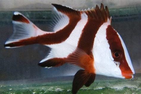 Red Emperor Snapper For Sale (Lutjanus sebae). TOP Care facts ...