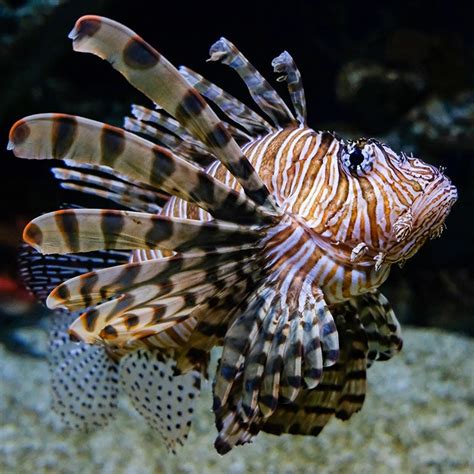 Red Lionfish - Georgia Aquarium