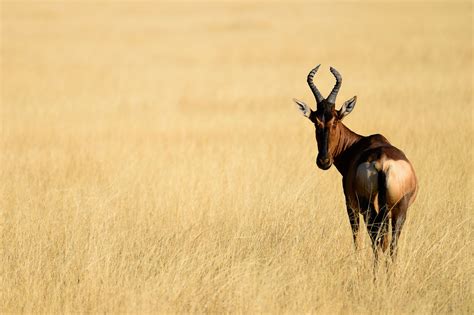 Red Hartebeest | African wildlife, Animals wild, Wild dogs