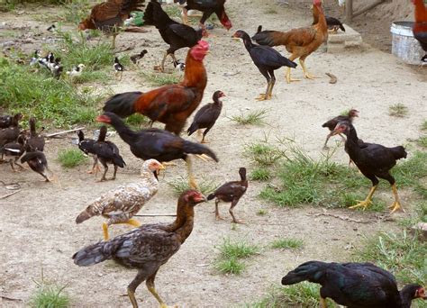 Rahasia Usaha Ternak Ayam Kampung Secara Tradisional - Berwirausaha