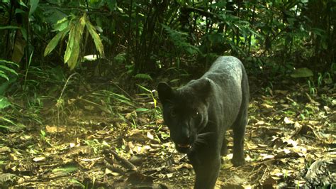 Through Golden Eyes: Researchers use infrared light to ID Malaysia's rare black leopards