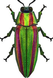 Jewel beetle Art & Collectibles Digital Prints trustalchemy.com