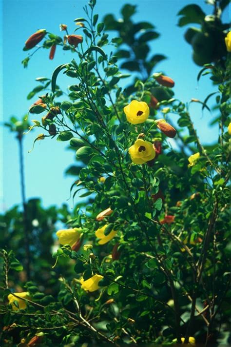 Bauhinia tomentosa Yellow Bauhinia Geelbauhinia isithibathibana ...