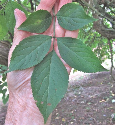 Leaf Pinnate - Tree Guide UK - Tree ID by pinnate leaf