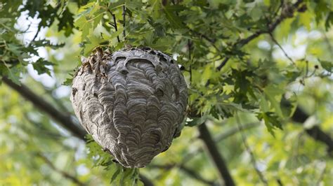 What To Do If You Have A Hornets' Nest Around Your Lawn