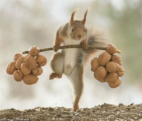 I want to be a squirrel chip-HUNK: Rodent goes nuts for weightlifting | Daily Mail Online